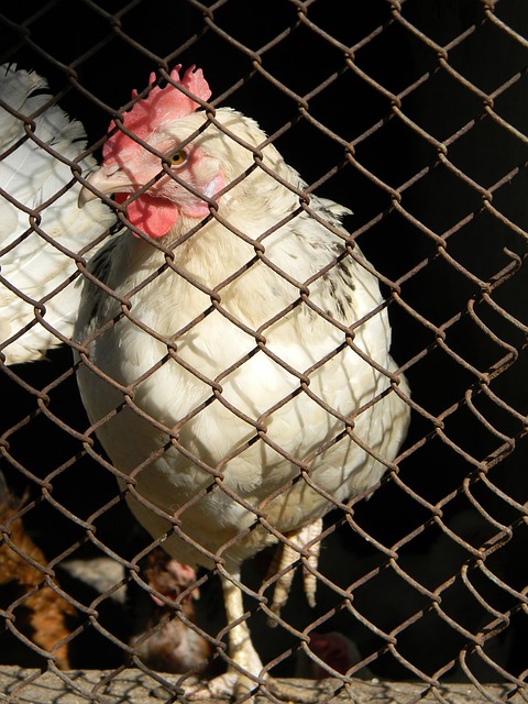 謝鵬飛的轉 謝鵬飛的轉